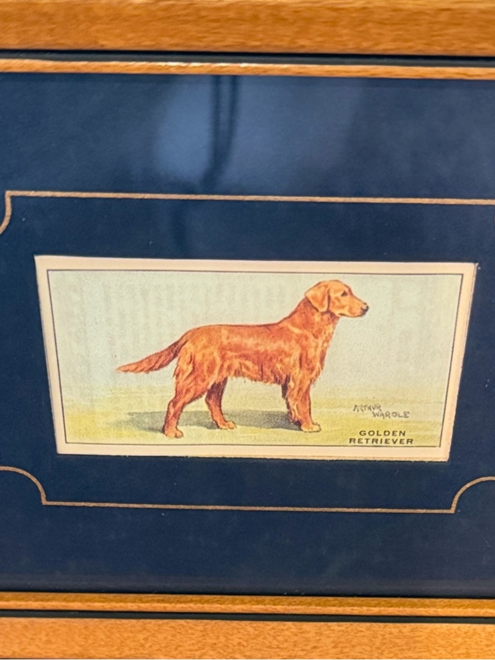 Exquisite Framed Collectible Art featuring Golden Retriever by Authur Wardle